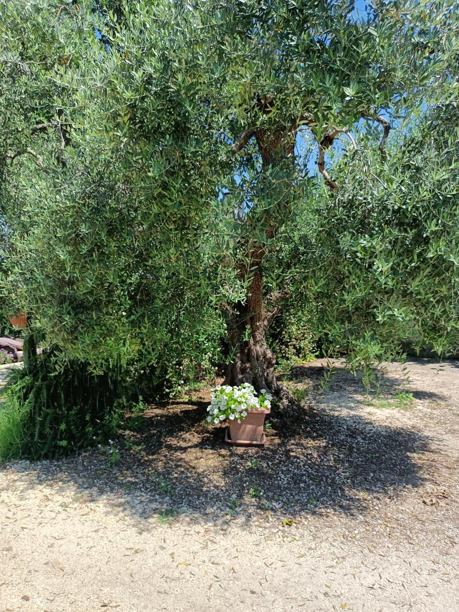 Ferienwohnung Colle Perazzoni Fiano Romano Exterior foto